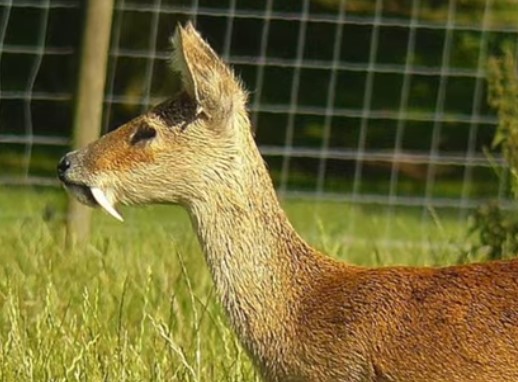 10 חיות ממש נדירות שלא הכרתם